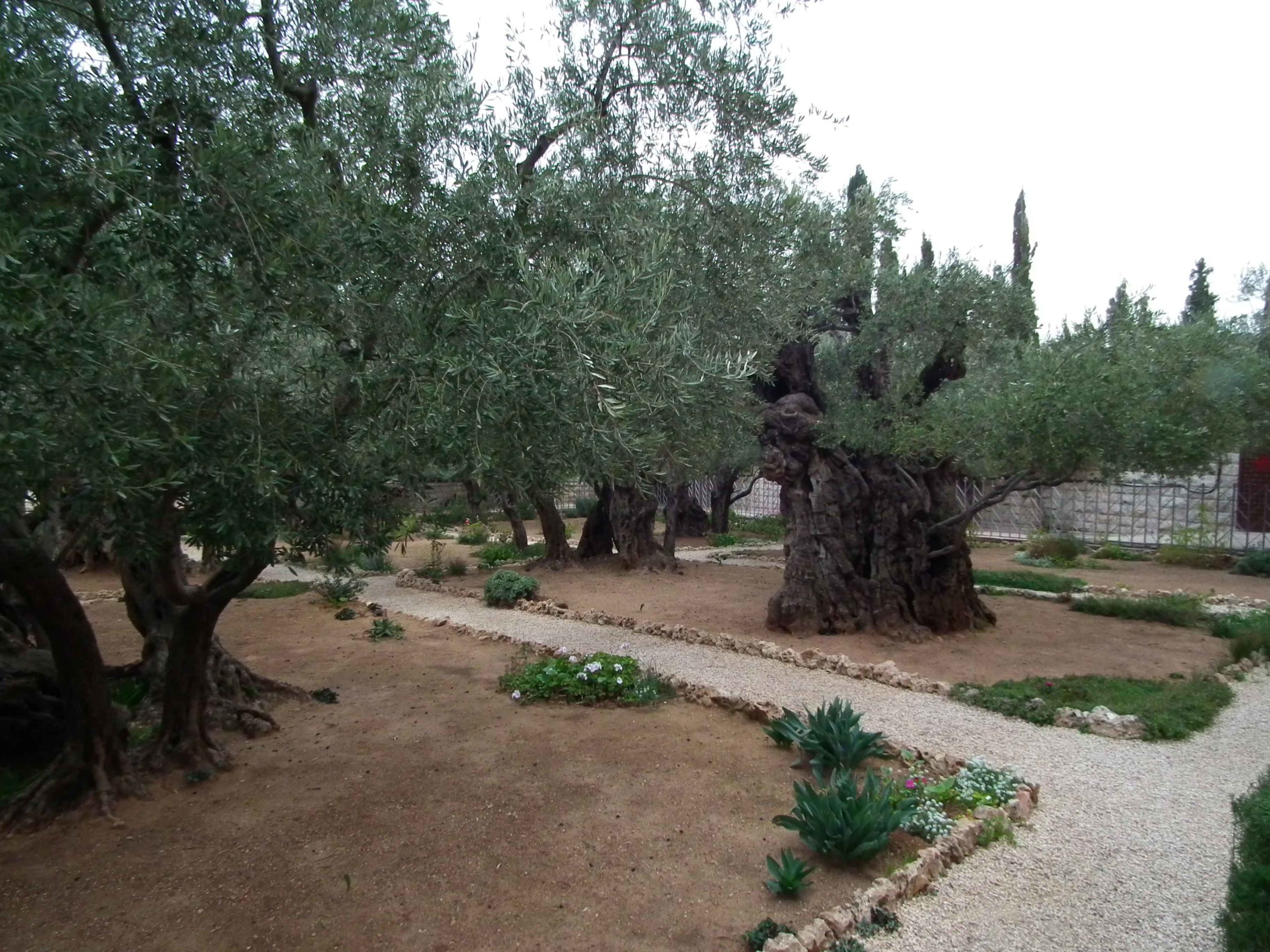 Oliveiras no jardim do Gethsemani – Jerusalém – Israel